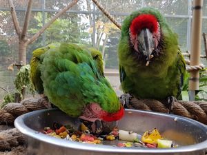 Supporting image for story: Caw blimey – latest Dudley Zoo arrivals check out the menu