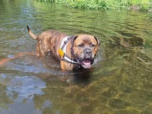 Supporting image for story: Shrewsbury jail fundraiser to help house Brodie 