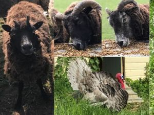 Supporting image for story: Black Country comedian's appeal to support for sanctuary