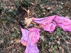 Supporting image for story: Severely neglected dog found 'screaming in agony' abandoned beside road 