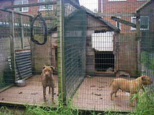 Supporting image for story: West Midlands dubbed 'dog fighting hotspot' by RSPCA after hundreds of reports