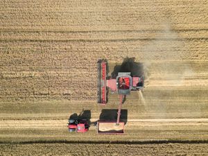 Supporting image for story: Year’s worth of British bread lost since 2020 amid extreme weather – analysis