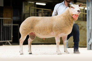 Thackwood Duke from Messrs Wales sold for 3200gns
