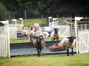 Supporting image for story: Hoo Farm sheep race row: RSPCA ‘can help’ to keep events safe