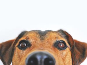 Supporting image for story: Like owner like dog: Choosing the right breed for your lifestyle