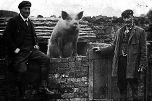 Supporting image for story: Shropshire youngsters imagine back story to Dawley's Pig On The Wall for competition