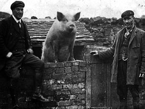 Supporting image for story: Shropshire youngsters imagine back story to Dawley's Pig On The Wall for competition