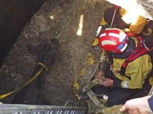 Supporting image for story: Cow rescued from slurry pit near Whitchurch 