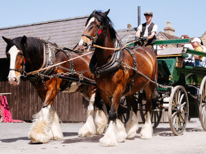 Supporting image for story: Blists Hill celebrates work of Shire horses with special event