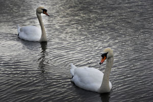 CANNOCK  COPYRIGHT TIM STURGESS EXPRESS AND STAR.....16/11/15.... Hatherton Reservoir has been nominated for a national award , one of 17 on a UK long list.