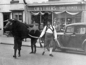 Supporting image for story: Riddle of Bishop's Castle's bull on the loose
