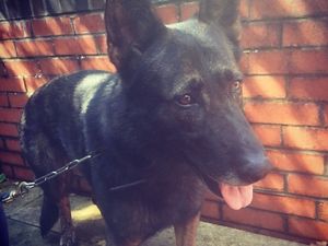 Supporting image for story: Stabbing of police dog in Bridgnorth highlights dangers, says chief  