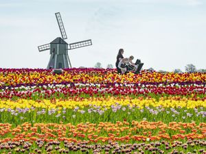People enjoy the sunny day at Farmer Copley's Tulip Festival in Pontefract, West Yorkshire