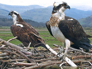 Supporting image for story: All eyes on skies as ospreys head home