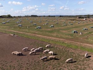 Supporting image for story: Thousands of healthy pigs culled because of lack of butchers, say farmers