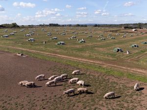 Supporting image for story: Thousands of healthy pigs culled because of lack of butchers, say farmers