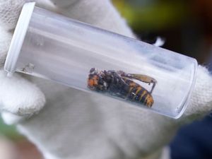 Supporting image for story: Invasive giant hornet which can wipe out beehives declared eradicated in US