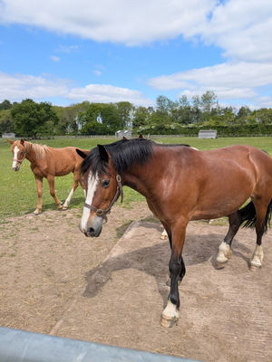 The RSPCA is appealing to help find 16-year-old Welsh pony Betty a new home