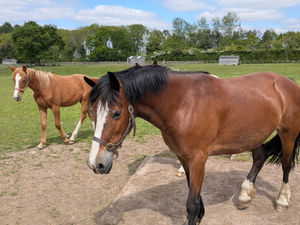 Supporting image for story: Loving home sought for 'kind and sweet' 'nanny' horse saved from neglect now being cared for near Shrewsbury