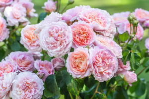 Eustacia Vye, one of the latest flowers from David Austin Roses, will be displayed at the first Chelsea Flower Show since the death of founder David Austin Sr