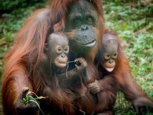 Supporting image for story: Free admission offer for Dudley Zoo this Mother's Day