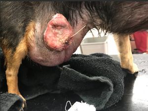 Eddie was suffering from a 8cm to 10cm ulcurated mass in his groin