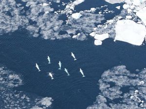 Supporting image for story: Narwhals most at risk from newly opened Arctic shipping routes