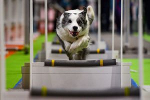 Dogs tackle the fly-ball course at the National Pet Show at the NEC, Birmingham. PA Photo. Picture date: Sunday November 3, 2019.  Photo credit should read: Jacob King/PA Wire.