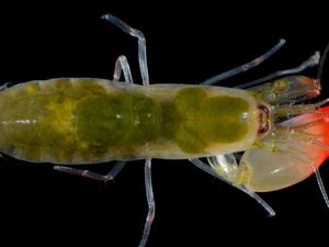 Supporting image for story: This shrimp species just became the coolest animal on the sea floor thanks to their new name 