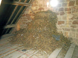 Supporting image for story: Flock shocked by giant bird's nest