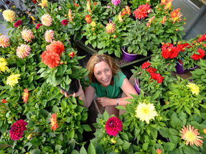 Supporting image for story: It's always Dahlia Day at Essington Fruit Farm