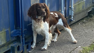 Sniffer dog Griffin.