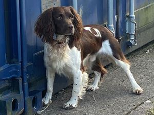 Supporting image for story: Meet Griff the Sniff - Adorable West Midlands Police sniffer dog who found 60,000 illegal cigarettes in raids across the Black Country