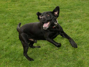 Supporting image for story: Buddy to discover Emmerdale fate