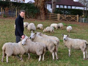 Supporting image for story: Confusion as 14 lost sheep flock to Shrewsbury town centre