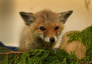 A baby fox cub which was found on its own