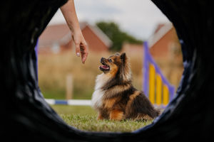 Misha (Pomchi).