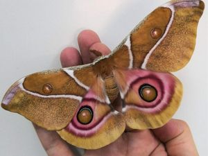 Supporting image for story: Deaf moths use ‘noise-cancelling’ scales to hide from bats