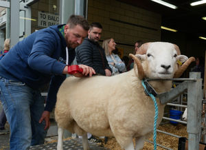 Jo and Robin Ransome from Bleddfa near Knighton with their Welsh Black bull Blackmixen Zelensky in the show ring. Photo: Andy Compton