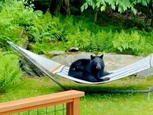 Supporting image for story: Young bear spotted relaxing on hammock in Vermont garden