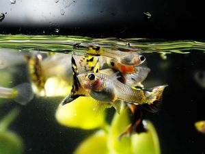Supporting image for story: They may be tiny, but it appears guppy fish have different personalities