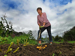 Supporting image for story: It's harvest time - How does your Shropshire garden grow?