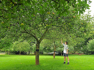 Supporting image for story: Shropshire apple growers enjoying bumper harvest