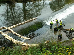 Supporting image for story: 'Fish pass' allows hundreds of trapped salmon to move upstream in Ludlow - video