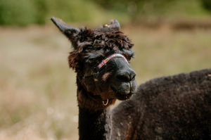 LAST COPYRIGHT SHROPSHIRE STAR JAMIE RICKETTS 18/08/2020 - James Armitage started his Farm two years ago with just a couple of hens. Having expanded to get Alpacas, he has since introduced socially distanced Alpaca Picnics..