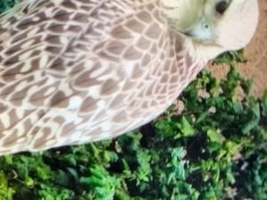 Supporting image for story: Urgent appeal to help find falcon missing in Shropshire