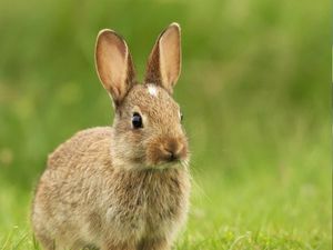 Supporting image for story: This bunny meme may be the cutest thing you’ve ever seen