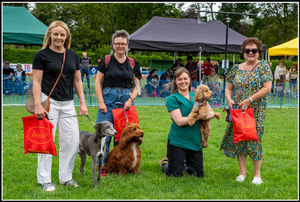 The canine carnival (pic Lions/David Cooper)