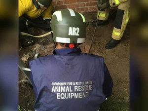 Supporting image for story: Shire horse dies after falling down well in Shrewsbury