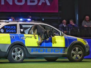 Supporting image for story: Police dogs show off their skills as part of Crufts